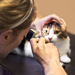 Wellness Exams