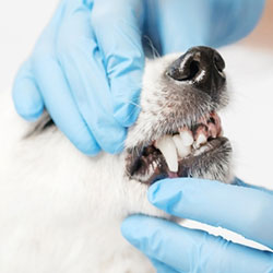 Oral Health / Dentistry