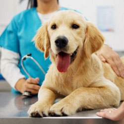 General Surgery