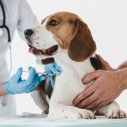 Vaccinations